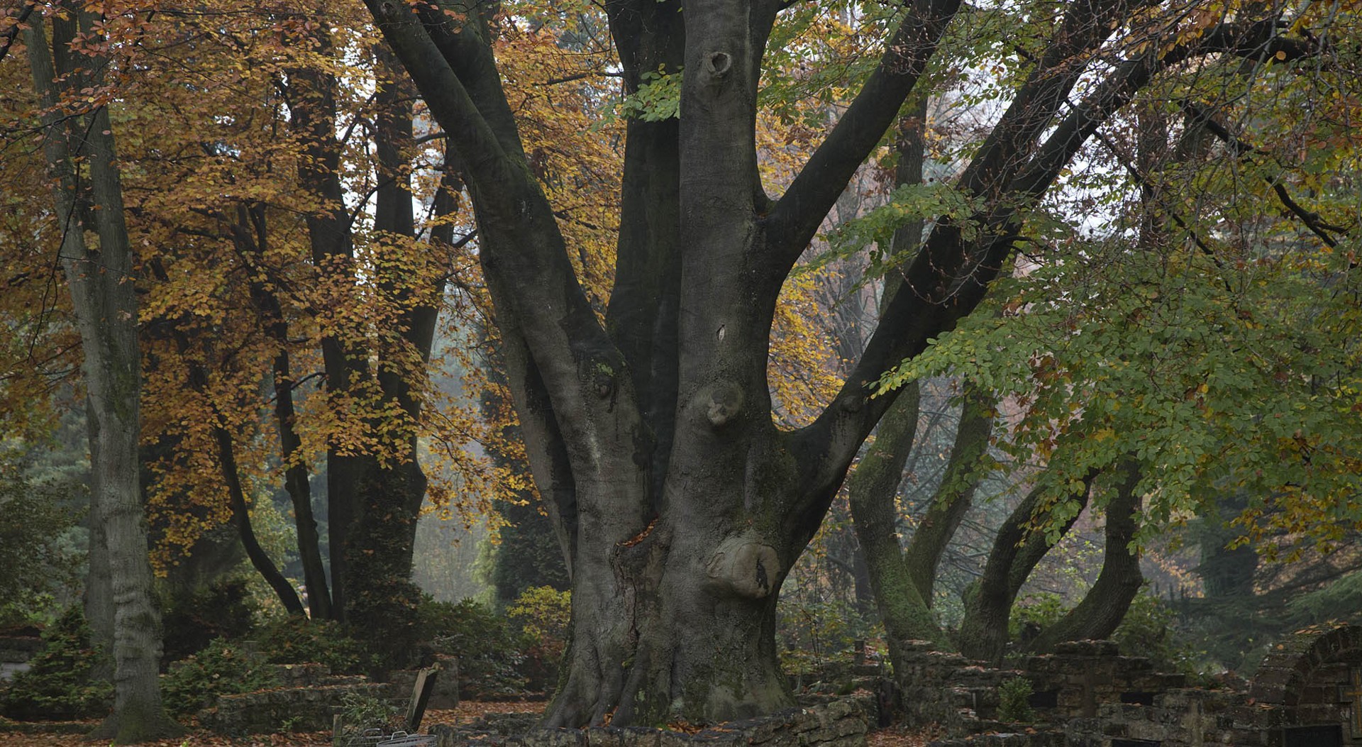 Bomen (5)