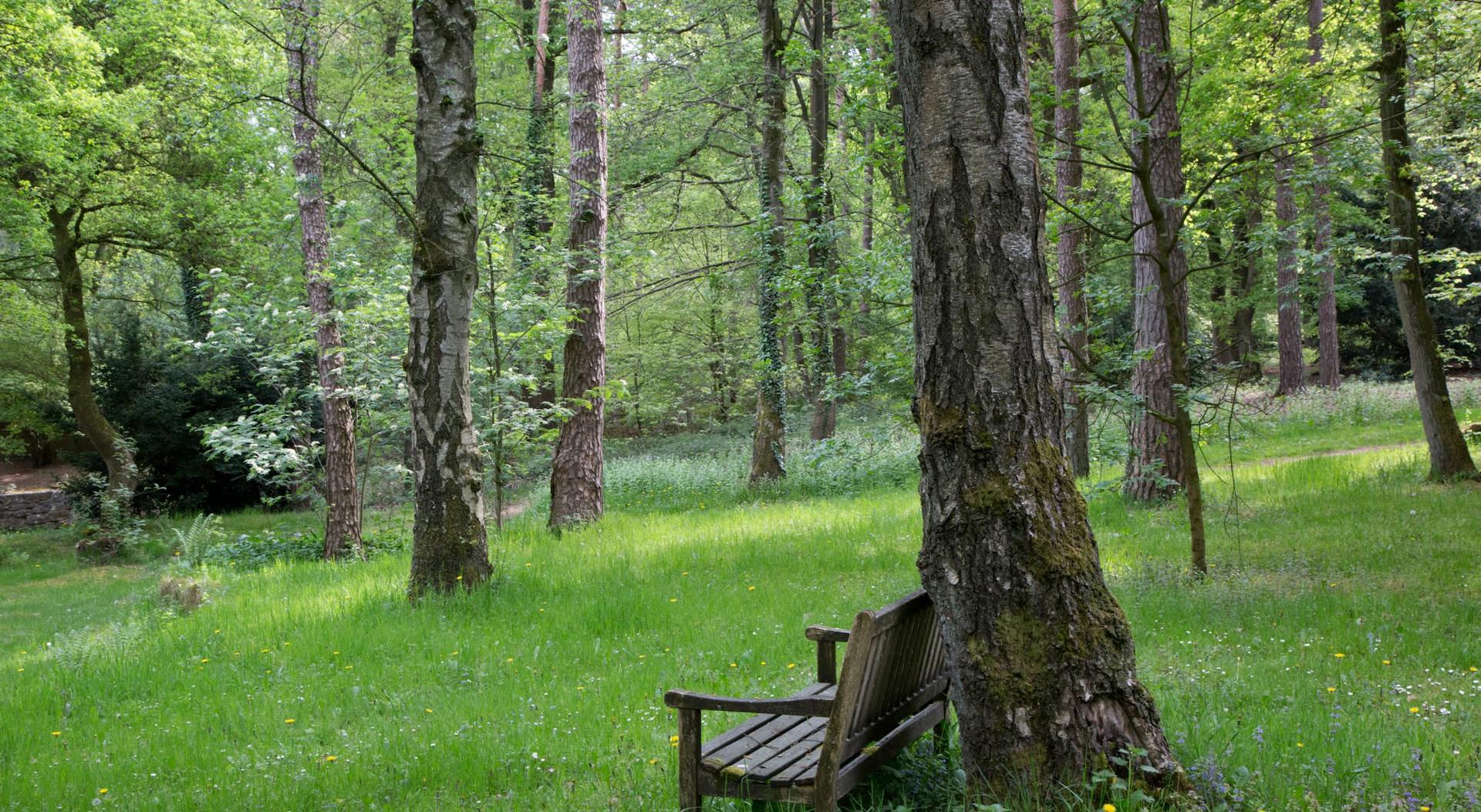 Verstrooibos (1.)