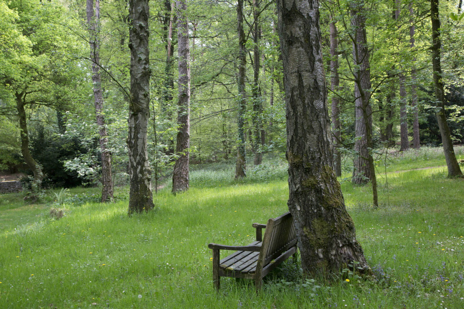 Verstrooiing